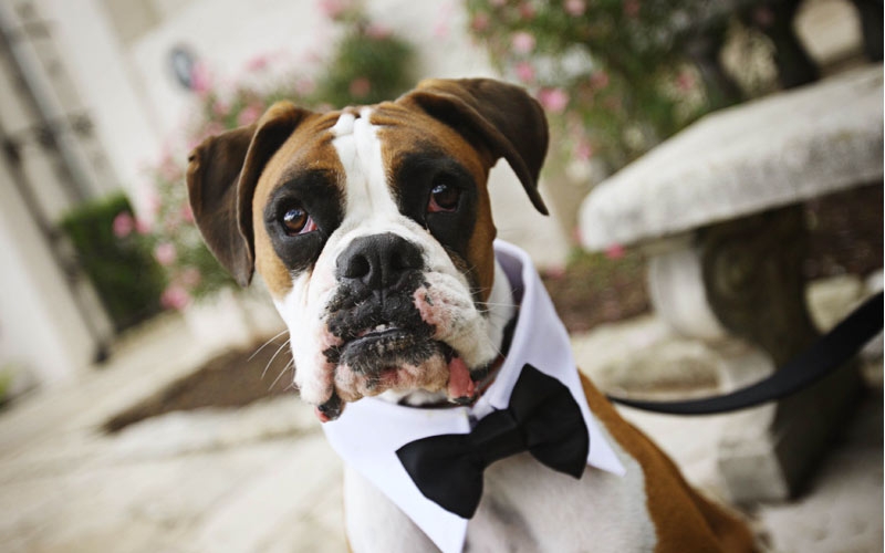 cane vestito elegante al matrimonio