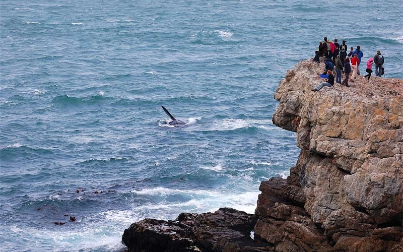 avvistamento balene in australia