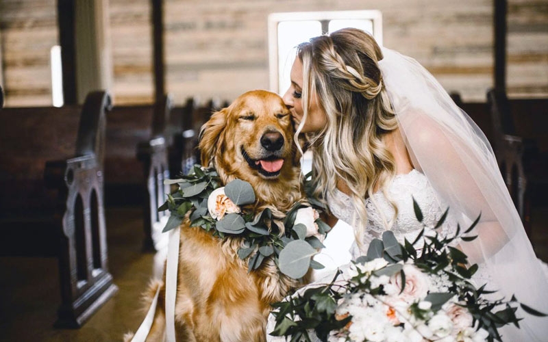 cane al matrimonio che accompagna la sposa