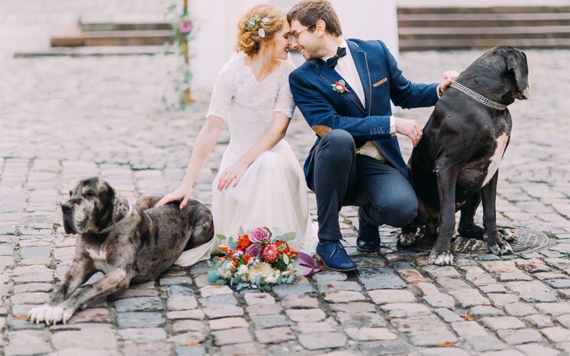 cane al matrimonio con sposi