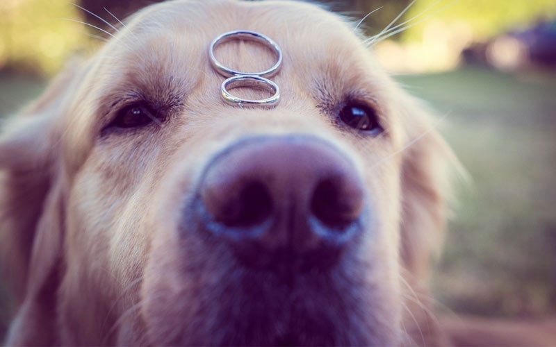 cane porta le fedi al matrimonio